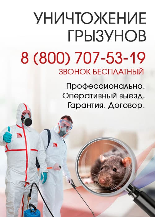 Уничтожение крыс в Дзержинском