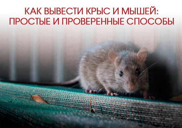 Как вывести крыс и мышей в Дзержинском: простые и проверенные способы