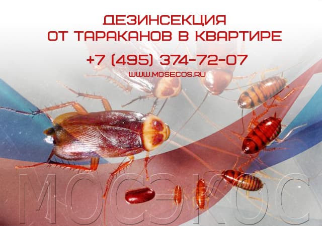 Дезинсекция от тараканов в квартире в Дзержинском