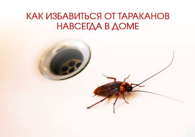 Как избавиться от тараканов в доме в Дзержинском