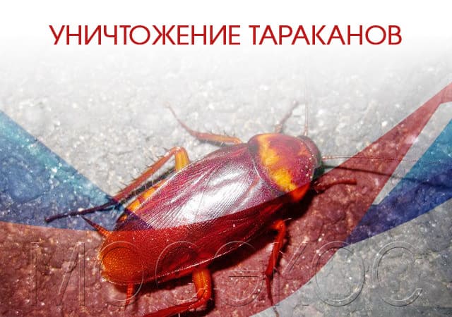 Уничтожение тараканов в Дзержинском