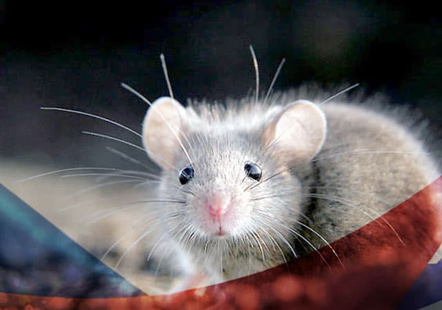 Уничтожение мышей в Дзержинском