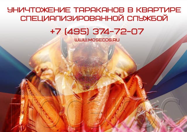 Уничтожение тараканов специализированной службой в Дзержинском